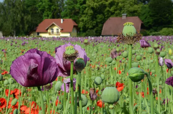 Campo Con Flores Amapola Púrpura Alta Austria Austria — Foto de Stock