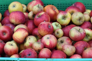 Elmalar kutularda (Salzkammergut, Yukarı Avusturya, Avusturya)