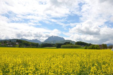 Salzkammergut 'ta çiçek açan bir kolza tohumu tarlası. Arkasında Traunstein dağı var.