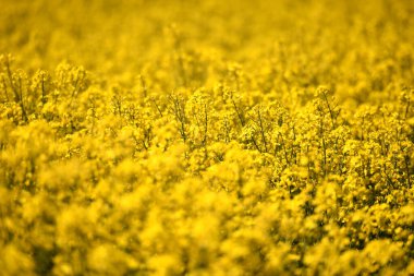 Laakirchen 'de çiçek açan bir kolza tohumu tarlası (Salzkammergut, Avusturya)