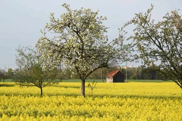 Kvetoucí Řepkové Pole Salzkammergutu Kvetoucími Jabloněmi — Stock fotografie