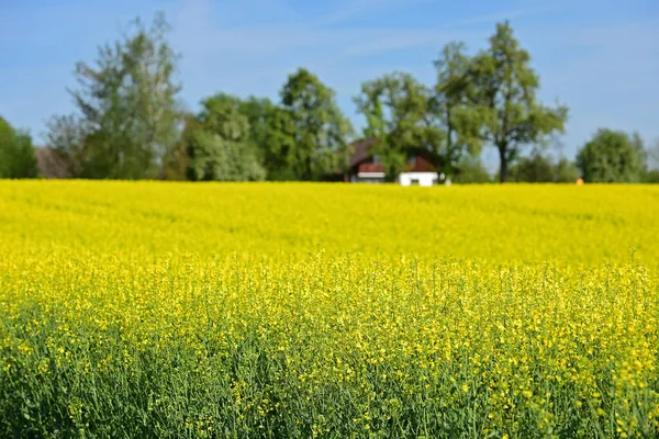 Kvetoucí Řepkové Pole Salzkammergutu — Stock fotografie