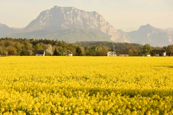 Arka Planda Traunstein Salzkammergut Avusturya Ile Ohlsdorf Çiçek Açan Bir — Stok fotoğraf