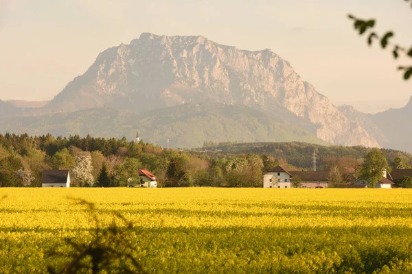 Campo Colza Florescente Ohlsdorf Com Traunstein Fundo Salzkammergut Áustria — Fotografia de Stock