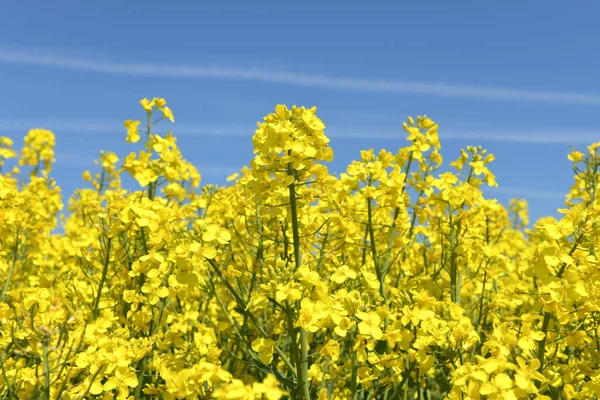 Desselbrunn 'da çiçek açan bir kolza tarlası (Yukarı Avusturya, Avusturya)