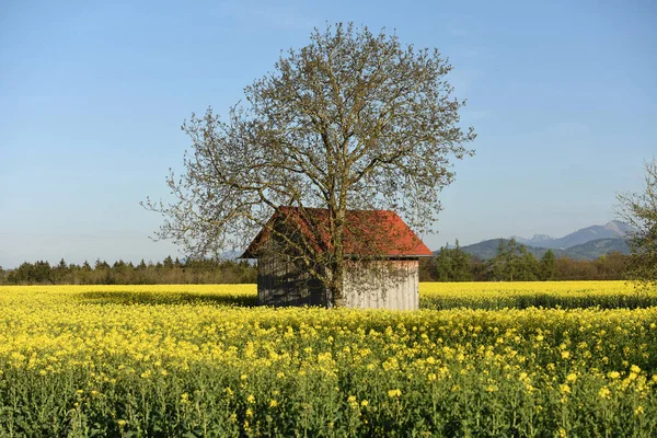 Salzkammergut Çiçek Açan Bir Kolza Tohumu Tarlası — Stok fotoğraf