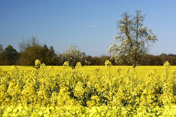 Blooming Rapeseed Field Salzkammergut — Stock Photo, Image