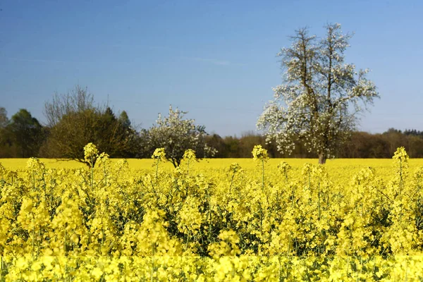 Kvetoucí Řepkové Pole Salzkammergutu — Stock fotografie