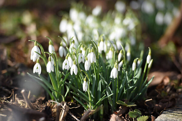 Snowdrop blooms in spring in the Salzkammergut (Upper Austria, Austria)