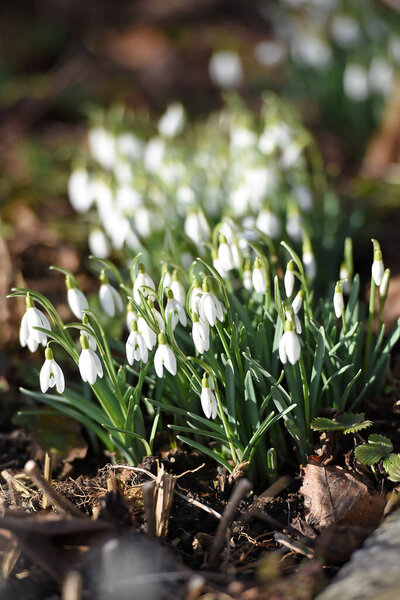 Snowdrop blooms in spring in the Salzkammergut (Upper Austria, Austria)
