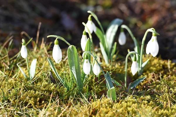 Snowdrop Blooms Spring Salzkammergut Upper Austria Austria — Stock Photo, Image