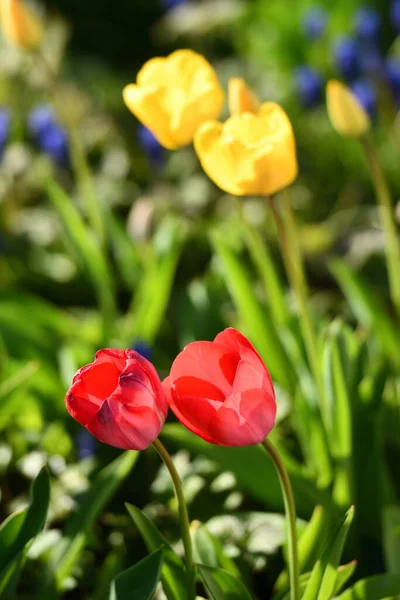 チューリップはユリ科の植物の属です 春に咲きます — ストック写真