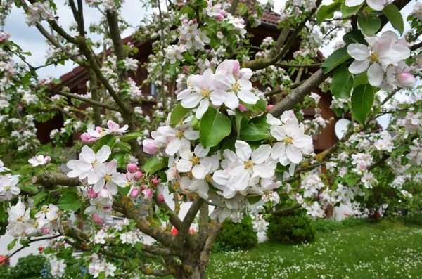 Apfelblüten Der Kulturapfel Ist Eine Bekannte Apfelart Aus Der Gattung — Stockfoto