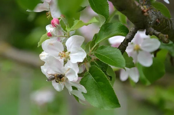 Apple Blossoms Bee Cultivated Apple Well Known Species Genus Apples — Stock Photo, Image