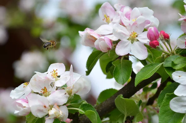 Apple Blossoms Bee Cultivated Apple Well Known Species Genus Apples — Stock Photo, Image