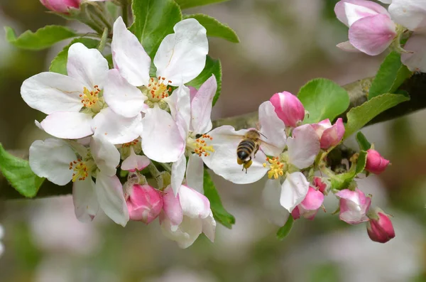 Pommes Fleurs Avec Une Abeille Pomme Cultivée Est Une Espèce — Photo