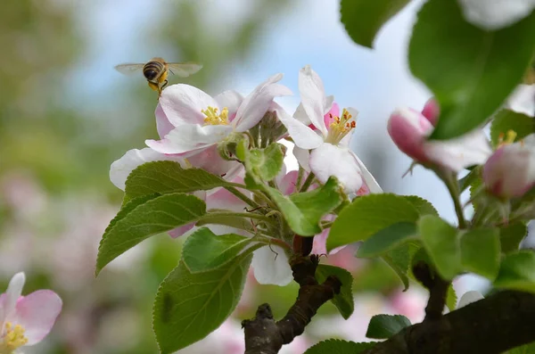 Apple Blossoms Bee Cultivated Apple Well Known Species Genus Apples — Stock Photo, Image