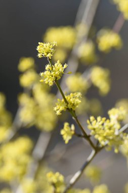 Avusturya 'da Dirndl çalısı olarak da adlandırılan kornelian kiraz çiçekleri - bu çalılığın çiçek açma zamanı Mart / Nisan' da, genellikle Forsythia 'dan önce.