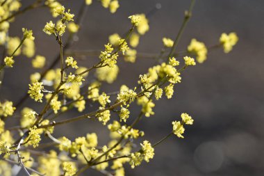 Avusturya 'da Dirndl çalısı olarak da adlandırılan kornelian kiraz çiçekleri - bu çalılığın çiçek açma zamanı Mart / Nisan' da, genellikle Forsythia 'dan önce.