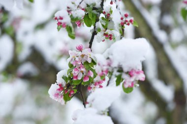Kış geri döndü. Elma karla çiçek açıyor.