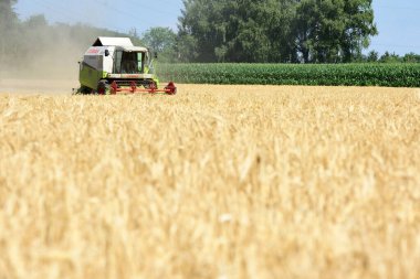 Salzkammergut 'ta (Yukarı Avusturya, Avusturya) bir tahıl tarlasında hasatçı birleştirmek için kış arpasını hasat etmek için bir biçerdöver kullanılır.. -
