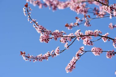 Avusturya 'da ilkbaharda mavi gökyüzü ile pembe çiçek açar.