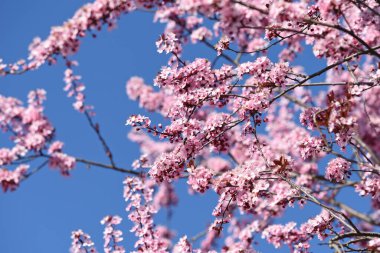 Avusturya 'da ilkbaharda mavi gökyüzü ile pembe çiçek açar.