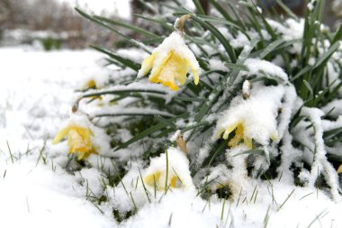 Çiçekler ve çiçeklerle bahar karları.
