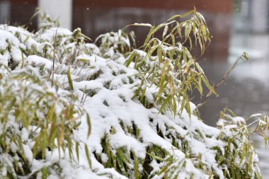 Çiçekler ve çiçeklerle bahar karları.