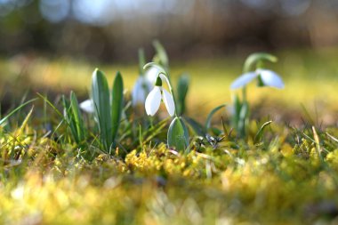 İlkbaharda Salzkammergut 'ta (Yukarı Avusturya, Avusturya) kar damlası çiçek açar)