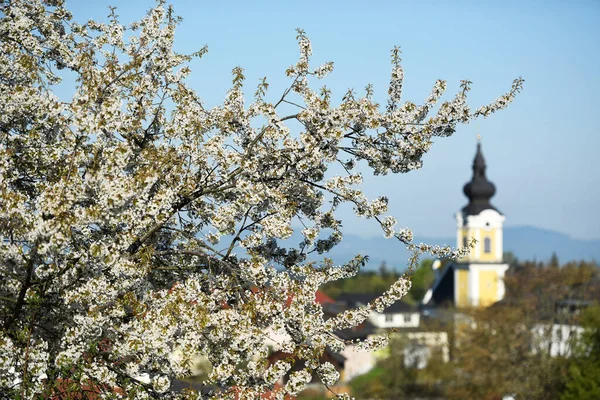 Mhlviertel Deki Sankt Peter Wimberg Çiçek Açan Kiraz Ağacı Genellikle — Stok fotoğraf