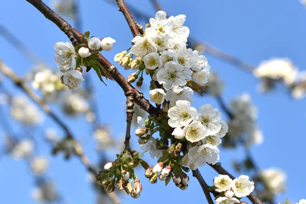 Cherry Blossoms Blue Sky Cherry Often Called Vistula Fruit Tree — Stock Photo, Image