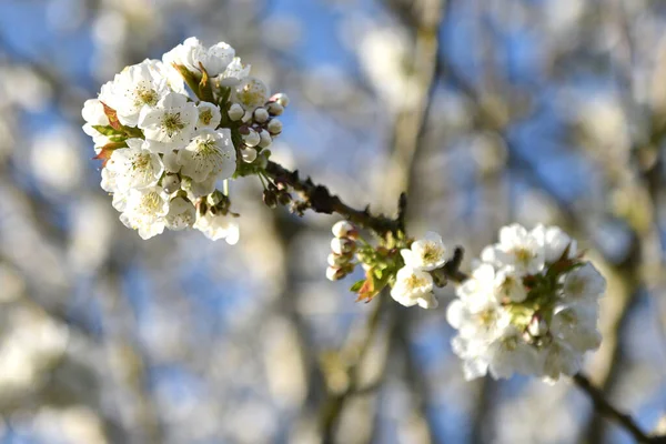 Cherry Blossoms Blue Sky Cherry Often Called Vistula Fruit Tree — Stock Photo, Image