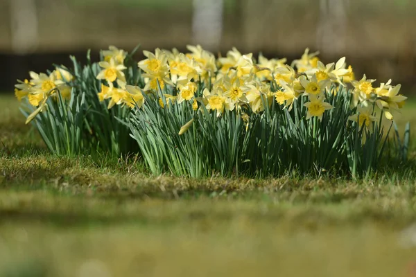 Mrzenbecher Planta Mais Conhecida Gênero Daffodil Sua Grande Flor Amarela — Fotografia de Stock