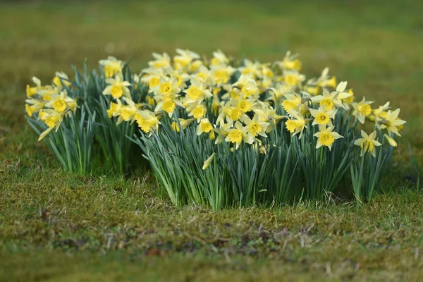 Mrzenbecher Best Known Plant Daffodil Genus Its Large Yellow Flower — Stock Photo, Image
