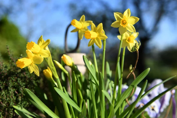 Mrzenbecher Planta Mais Conhecida Gênero Daffodil Sua Grande Flor Amarela — Fotografia de Stock