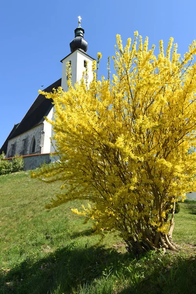 Forsythia Sık Sık Ekilen Süslü Bir Çalıdır Çiçekler Yoğun Olarak — Stok fotoğraf