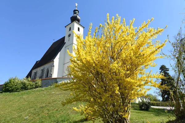 Forsythia Sık Sık Ekilen Süslü Bir Çalıdır Çiçekler Yoğun Olarak — Stok fotoğraf