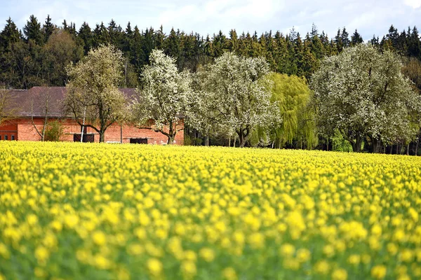 Ohlsdorf Çiçek Açan Bir Kolza Tohumu Tarlası Ekonomik Açıdan Önemli — Stok fotoğraf