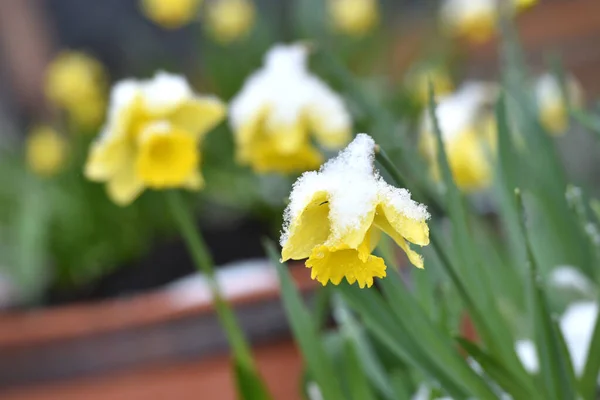 Queda Neve Primavera Com Flores Flores — Fotografia de Stock