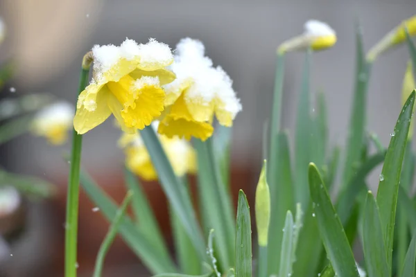 Queda Neve Primavera Com Flores Flores — Fotografia de Stock