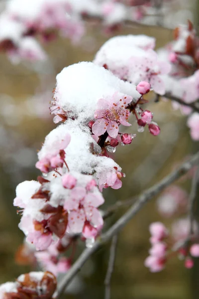 Çiçekler Çiçeklerle Bahar Karları — Stok fotoğraf