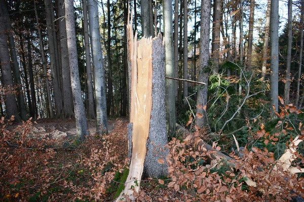 Árboles Caídos Daños Por Tormentas Bosque Grnberg Gmunden Salzkammergut Alta —  Fotos de Stock
