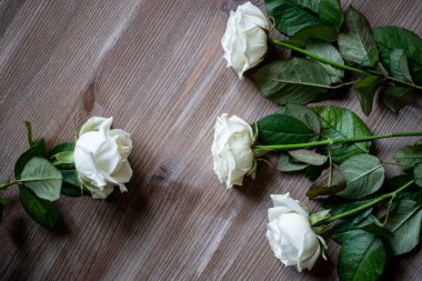 Kahverengi arka planda beyaz güller, güzel tomurcuklar, yapraklar