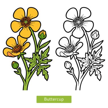 Coloring book, flower Buttercup clipart