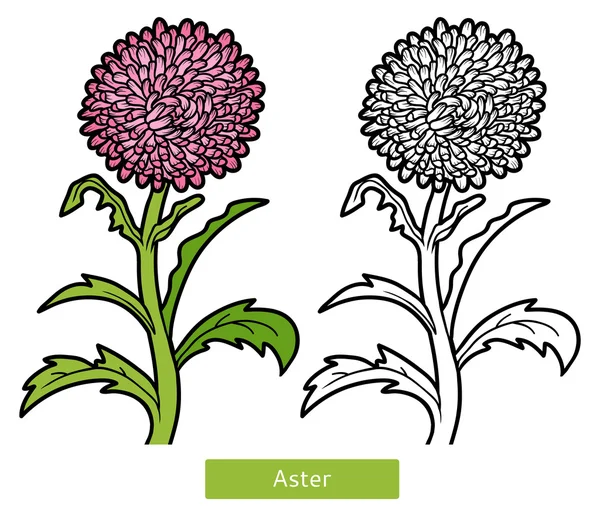 Βιβλίο με σελίδες χρωματισμού, λουλούδι Aster — Διανυσματικό Αρχείο