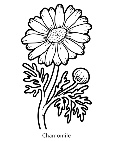 Livre à colorier, fleur Camomille — Image vectorielle