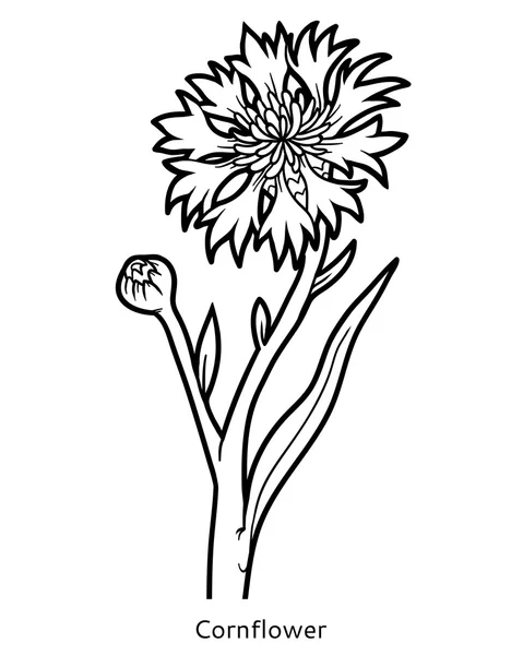 Coloring book, flower Cornflower — Stock Vector