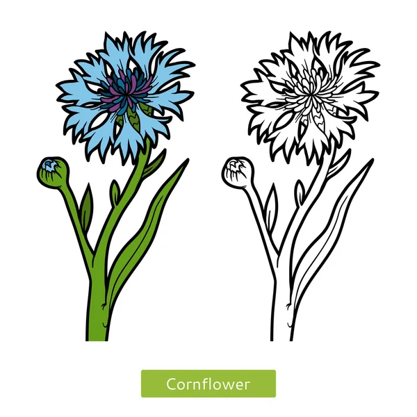 Livro para colorir, flor Cornflower —  Vetores de Stock