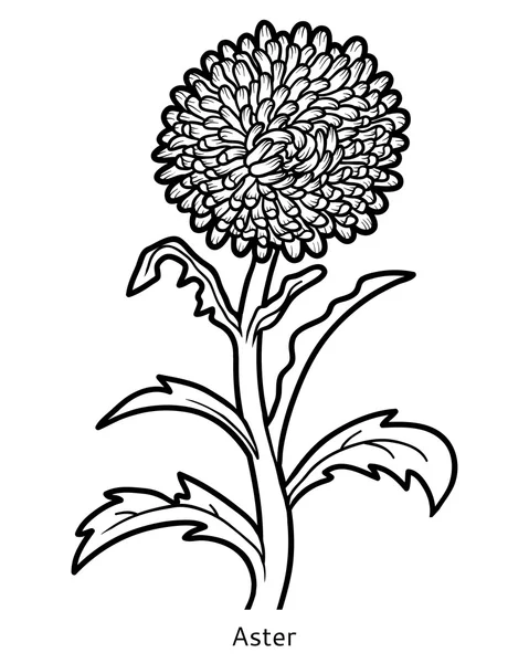 Книжка-розмальовка, квітка Астер — стоковий вектор